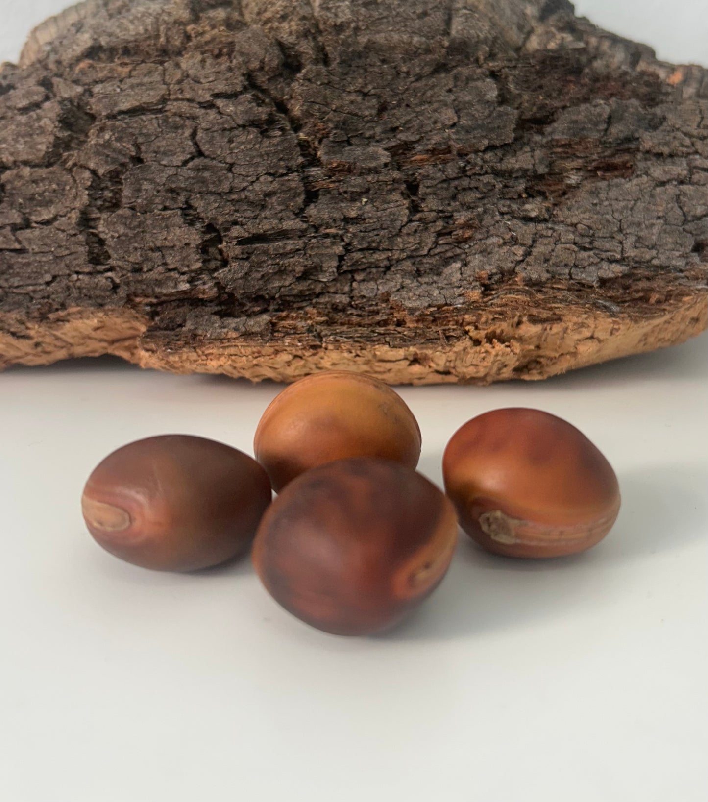 Semillas ojo de buey