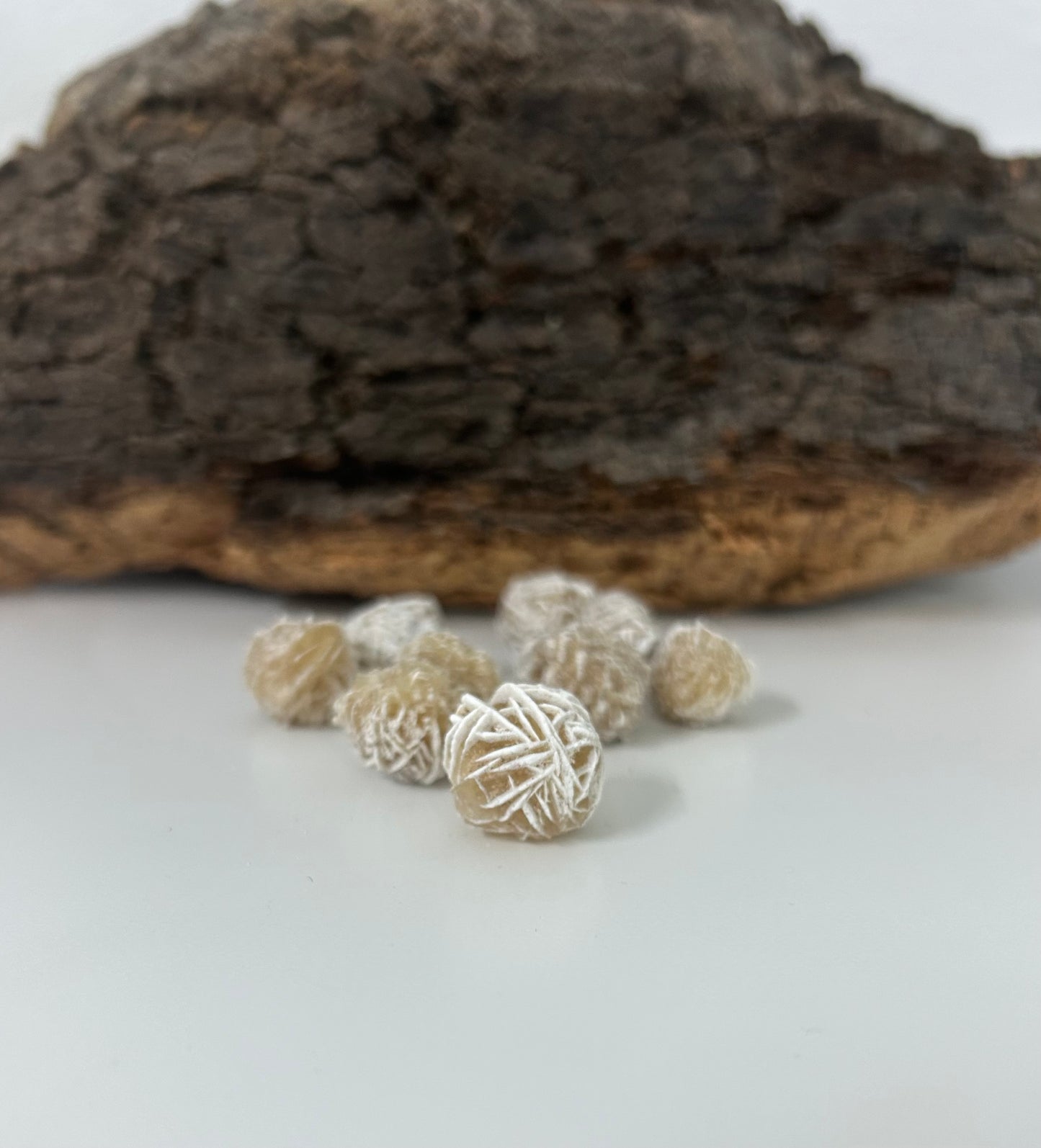 Rosa del desierto mini
