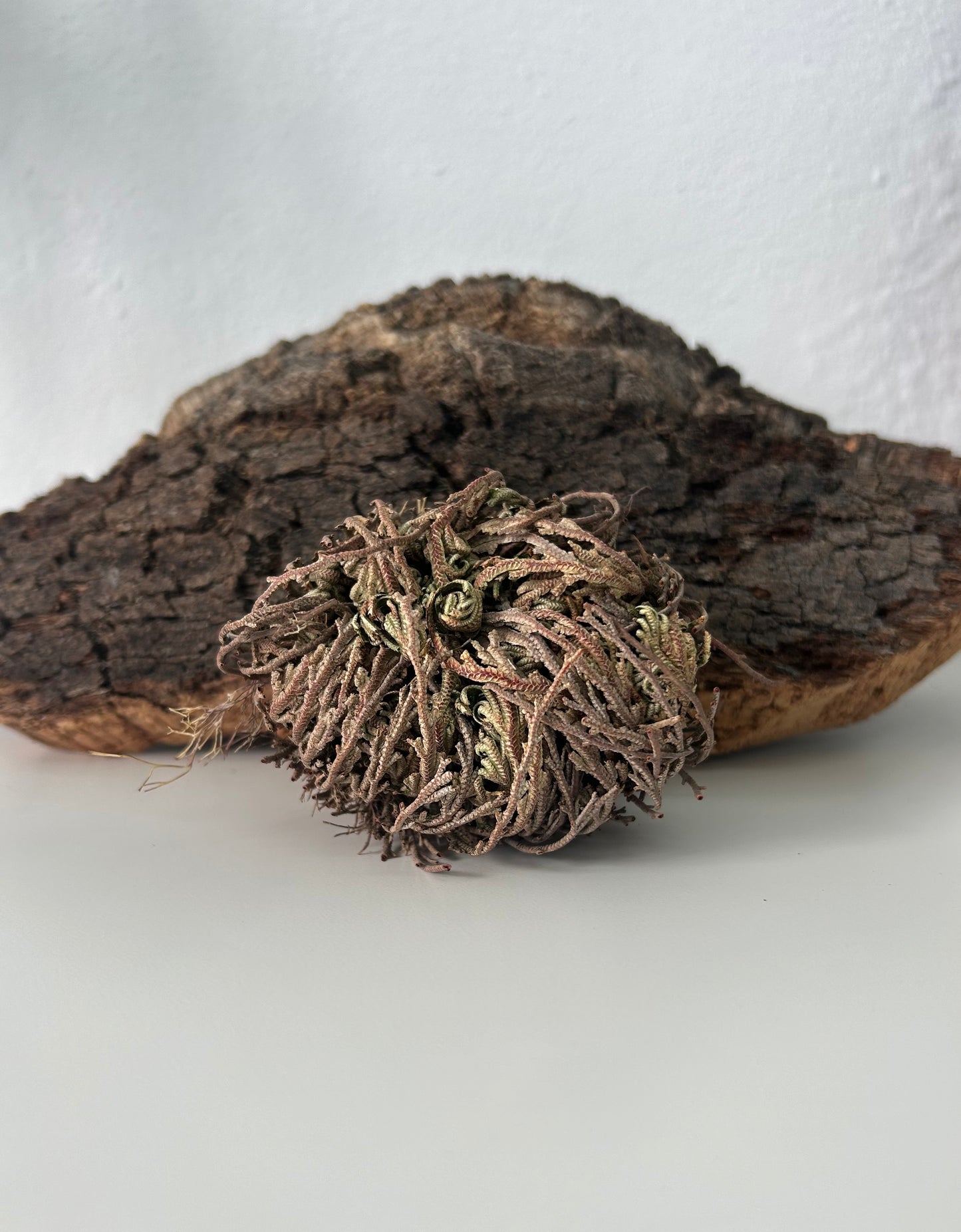 Rosa de Jericó