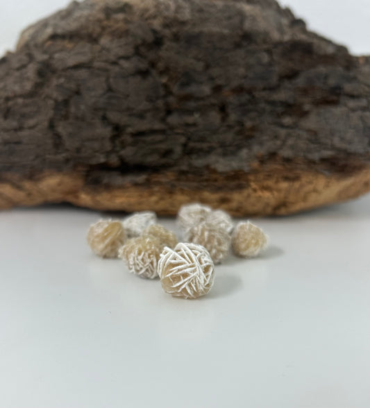 Rosa del desierto mini