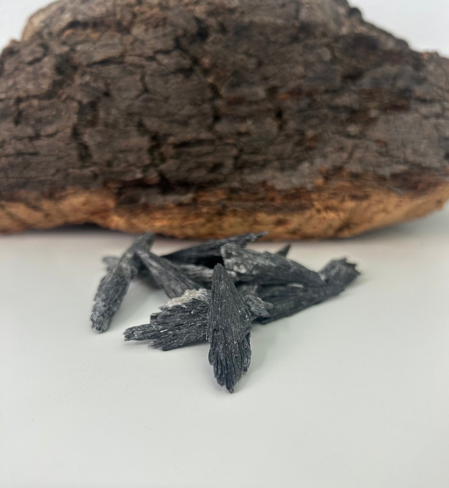 Escoba de bruja (taramita)